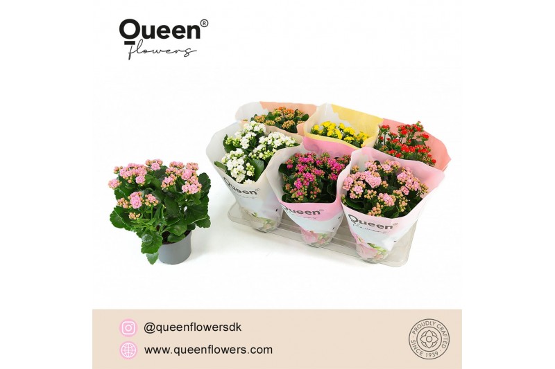 Kalanchoe grandiva mix Kalanchoe Mix P14 Queen 3 pp 15 cm diameter 20  