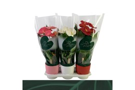 Anthurium andr. mix Anthurium mix keramiek 17cmbl.
