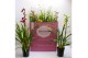 Cymbidium mix Cymbidium kleuren mix 1 tak 1 tak/plnt 6 bl. 