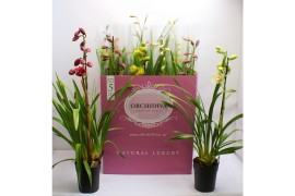 Cymbidium mix Cymbidium kleuren mix 1 tak 1 tak/plnt 6 bl.