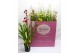 Cymbidium mix Cymbidium kleuren mix 1 tak 1 tak/plnt 6 bl. 