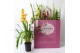 Cymbidium mix Cymbidium kleuren mix 2 tak 2 tak/plnt 12 bl. 