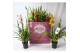 Cymbidium mix Cymbidium kleuren mix 2-3 tak 2 tak/plnt 12 bl. 
