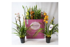 Cymbidium mix Cymbidium kleuren mix 2-3 tak 2 tak/plnt 12 bl.