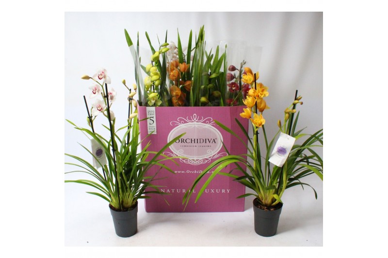 Cymbidium mix Cymbidium kleuren mix 2-3 tak 2 tak/plnt 12 bl. 