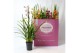 Cymbidium mix Cymbidium kleuren mix 2-3 tak 2 tak/plnt 12 bl. 