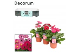 Gerbera flori line paars Gerbera 2+bl. 12cm paars (div. kleurtinten) m