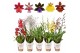 Orchidee Orchideeën mix 3 tak 12 cm 3 tak/plnt 