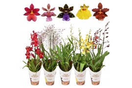 Orchidee Orchideeën mix 3 tak 12 cm 3 tak/plnt