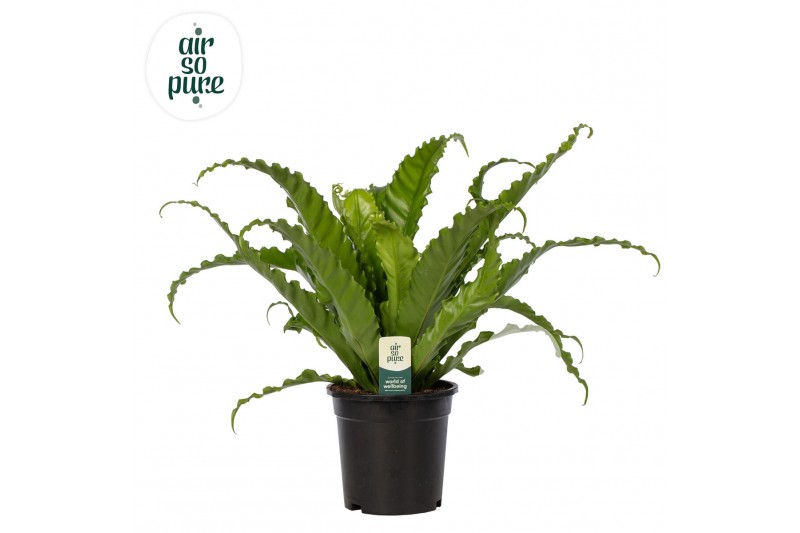 Asplenium antiquum osaka Asplenium Osaka - Air So Pure 