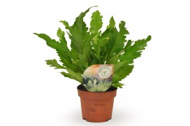 Asplenium nidus campio Asplenium Campio