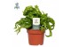 Asplenium antiquum hurricane Asplenium Hurricane - Air So Pure 