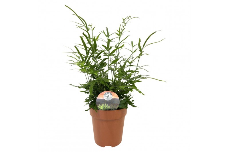 Pteris ensiformis Pteris evergreen 