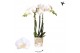 Phalaenopsis multiflora wit Kolibri Orchids Phalaenopsis Amabilis 3 sp 