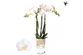 Phalaenopsis multiflora wit Kolibri Orchids Phalaenopsis Amabilis 3 sp