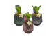Arrangementen hyacinthus Hyacint Glas 3 kleuren HL13082 [LOVELY COLORS 