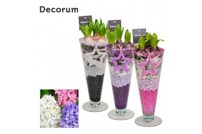 Arrangementen hyacinthus Hyacint Lincoln HL15012 [LOVELY COLORS] 3 pp  