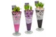 Arrangementen hyacinthus Hyacint Lincoln HL15012 [LOVELY COLORS] 3 pp  