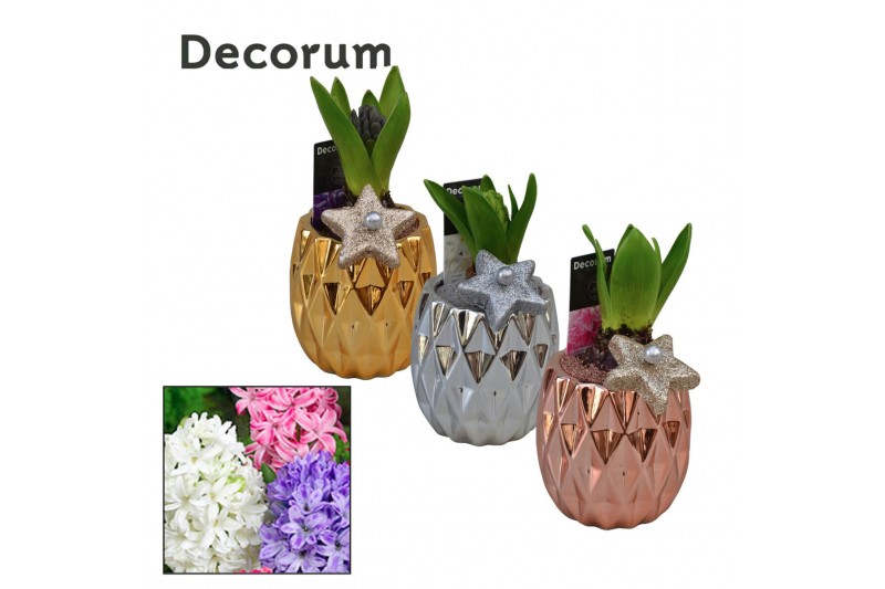 Arrangementen hyacinthus Hyacint Tri-color Gold Mini HL10872 [SHINY &  