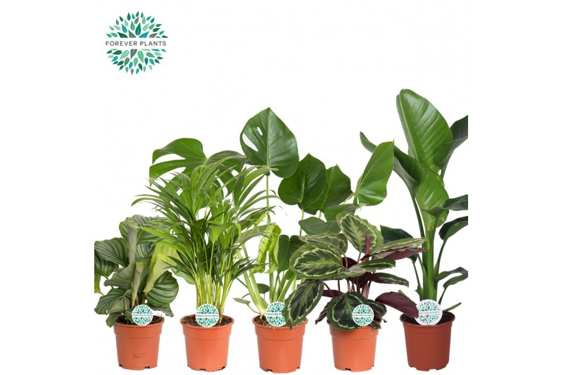 Kamerplanten mix Groen Mix Post p17, Mountain 2 pp 