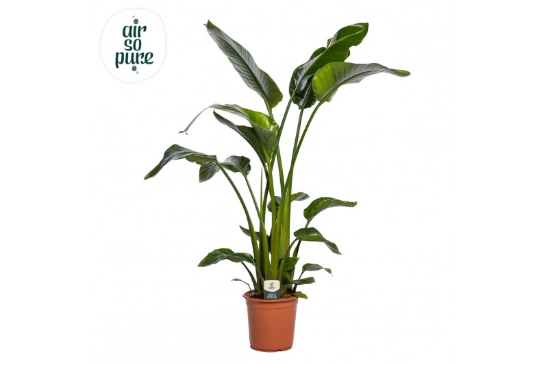 Strelitzia nicolai Strelitzia Nicolai p24 zonder bloem bl. 3 pp 