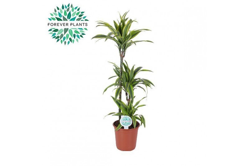 Dracaena fragr. der. lemon lime Dracaena Lemon Lime p24, 75+30+10 3 pp 