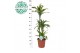 Dracaena fragr. der. lemon lime Dracaena Lemon Lime p24, 75+30+10 3 pp 