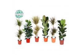 Kamerplanten mix Groen Mix kamerplanten Budget p24 1 pp
