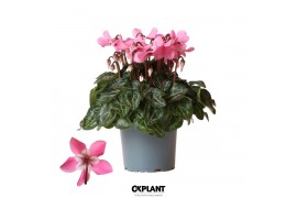 Cyclamen pers. super serie djix Cyclamen Djix pink25 cm diameter roze 