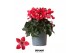 Cyclamen pers. super serie djix Cyclamen Djix red25 cm diameter rood 1 
