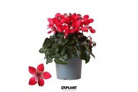 Cyclamen pers. super serie djix Cyclamen Djix red25 cm diameter rood 1