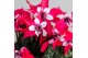 Cyclamen pers. super serie djix Cyclamen Djix red25 cm diameter rood 1 
