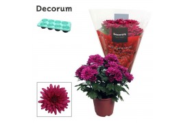 Chrysanthemum chrystal purple Chrys. ind. Chrysanne® Grandezza Purple3
