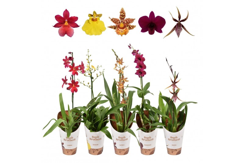 Orchidee Orchideeën mix 1 tak 12 cm 1 tak/plnt 