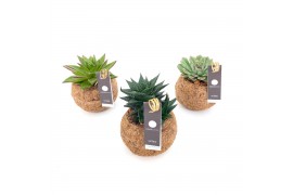 Succulenten mix Kokodama 12 cm Succulent mix (No string)