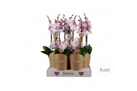 Phalaenopsis roze Duetto combi tray roze (Quattro)40 bl. 4 tak/plnt