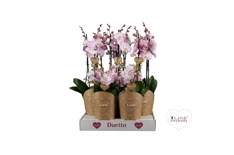 Phalaenopsis roze Duetto combi tray roze (Quattro)40 bl. 4 tak/plnt 