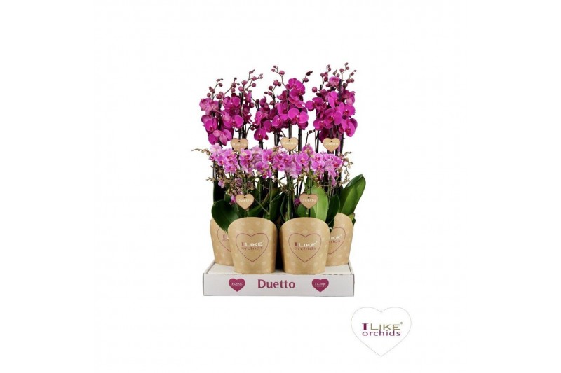 Phalaenopsis paars Duetto Combi tray paars (Quattro)40 bl. 4 tak/plnt 