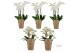 Phalaenopsis wit Duetto combi tray wit (Quattro)40 bl. 4 tak/plnt 