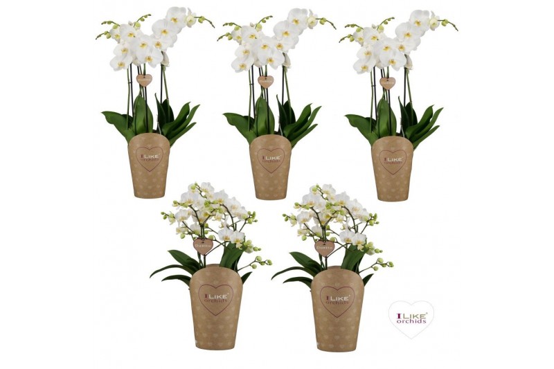 Phalaenopsis wit Duetto combi tray wit (Quattro)40 bl. 4 tak/plnt 