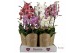 Phalaenopsis mix Duetto combi tray mix (Quattro)40 bl. 4 tak/plnt 