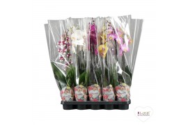 Phalaenopsis mix Phalaenopsis - 2 tak 80cm Promiss mix (Quattro)12 bl.