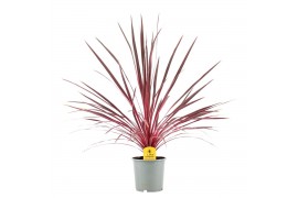 Cordyline electric pink Cordyline Australis Charlie Boy - 17cm1 pp