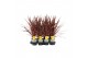 Cordyline australis red star Cordyline Australis Red Star - 13cm1 pp 