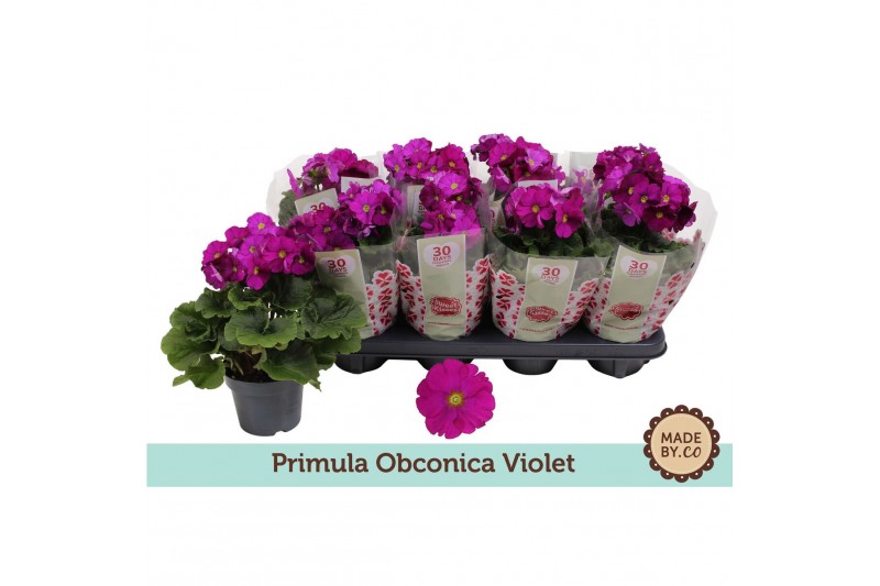 Primula obconica touch me violet Primula Obconica Violet3 tak/plnt 