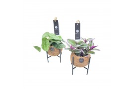 Kamerplanten mix groen Kokodama 12 cm Industrial Green mix 1 pp