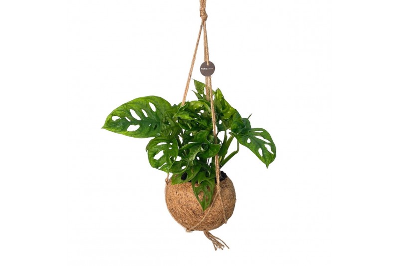 Monstera obliqua monkey mask Kokodama 17 cm Monstera Adansonii Monkey  