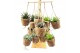 Succulenten mix Kokopot 16 Display 60 cm Succulent mix 