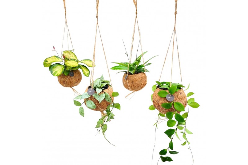Hoya wayetii Kokodama 12 cm Hoya mix 10 - 14  cm 