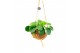 Kamerplanten mix Kokodama 15 cm Green+ Collection 1 pp 